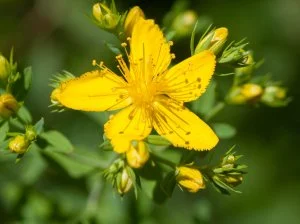 Hypericum perforatum