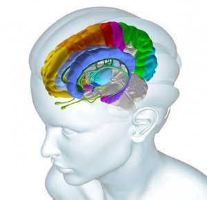 Zones of brain