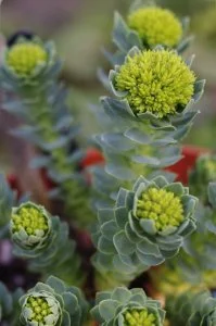 Rhodiola rosea