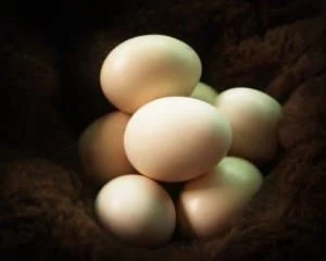 Eggs