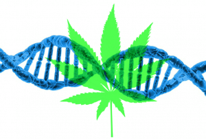 Genetics and cannabis